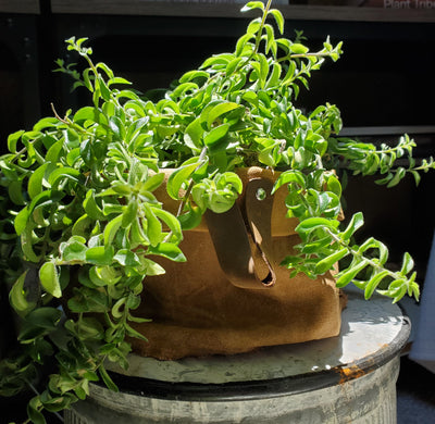 Waxed Canvas Storage Pots