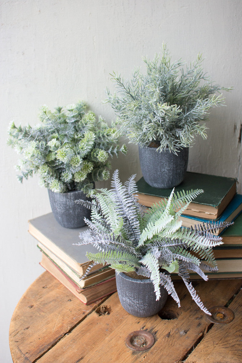 SET OF THREE FERN SUCCULENTS WITH ROUND GREY POTS