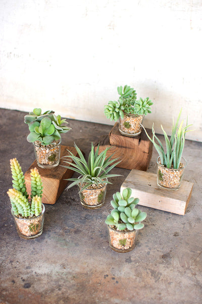 SET OF SIX ARTIFICIAL SUCCULENTS IN GLASS CONTAINERS