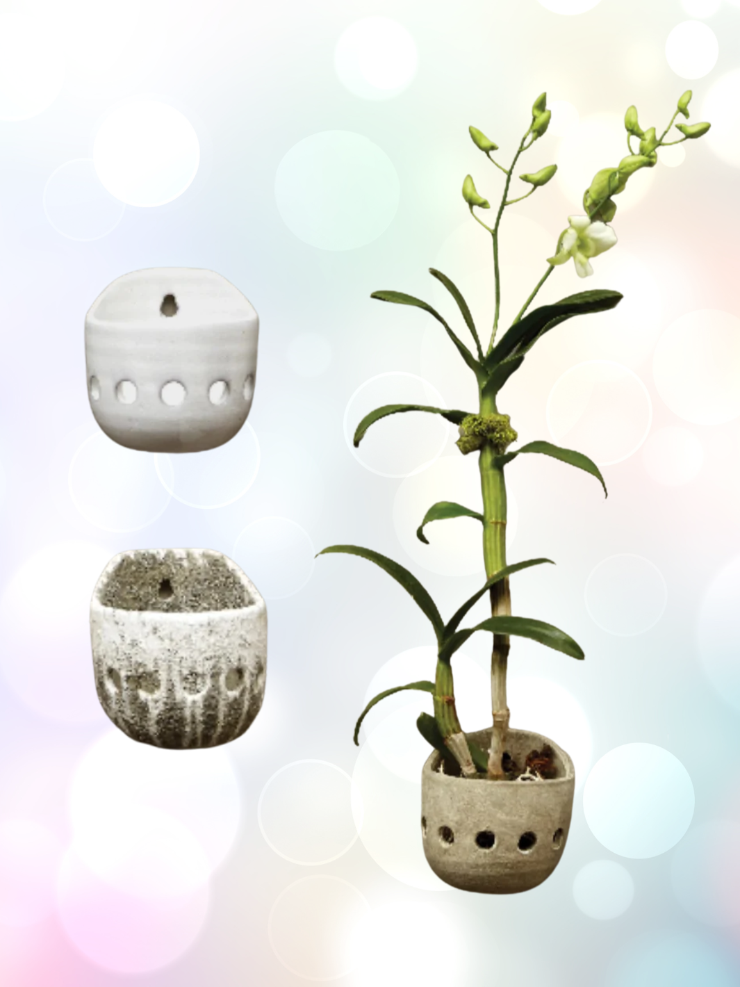 orchid wall planter